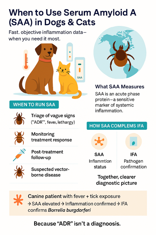 SMALL ANIMAL SAA - TICKS  AI INFOGRAPHIC